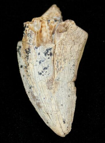 Bargain Tyrannosaur Tooth - Two Medicine Formation #14752